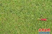 草国产,探寻自然与文化的交融之地
